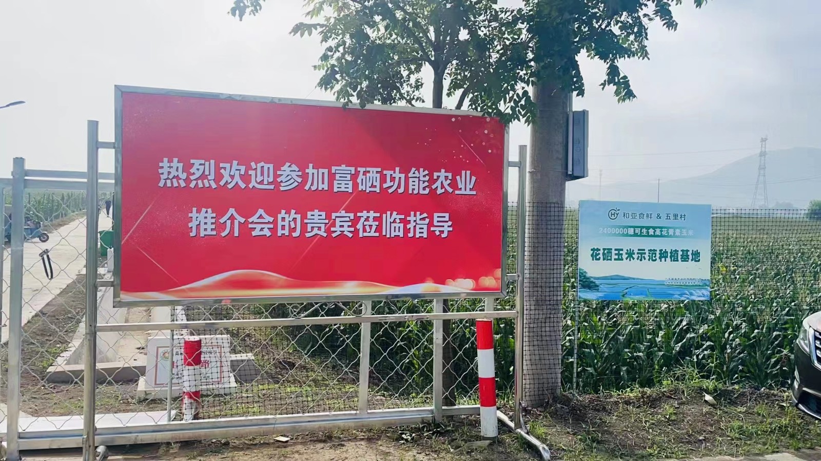 2023.7.17富硒紫糯玉米进驻江浙沪多家大润发超市(1).jpg